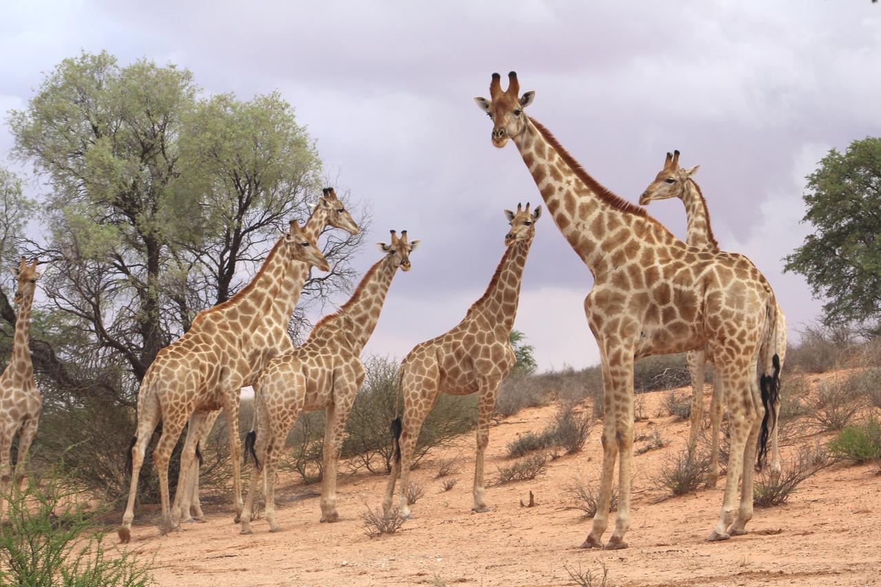 Kgalagadi Lodge Askham Luaran gambar