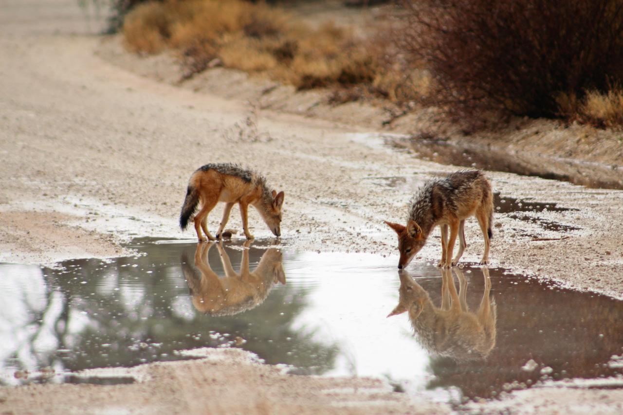 Kgalagadi Lodge Askham Luaran gambar